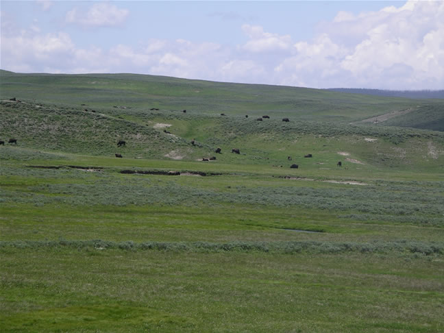 images/Bison enjoyning their time (1).jpg